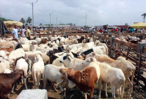 Délocalisation de la foire à bétails 2020 à Anani